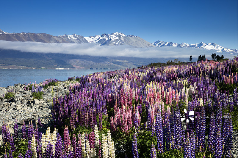 新西兰普卡基湖的野生狼毒花图片素材