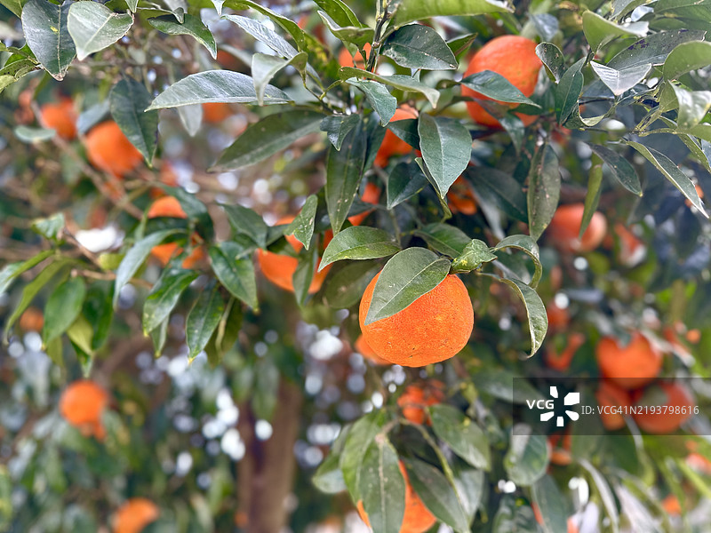 腐烂的橙子图片素材