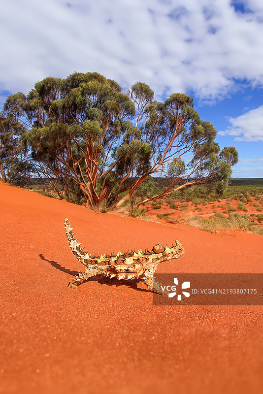 澳大利亚的刺龙蜥图片素材