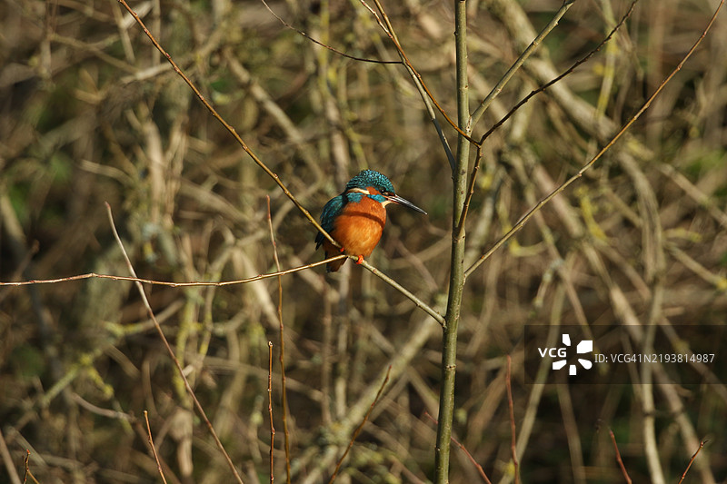 一只翠鸟（Alcedo atthis）栖息在悬在河上的树枝上。图片素材