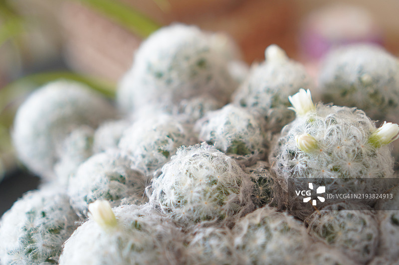毛毯仙人掌白色花朵图片素材