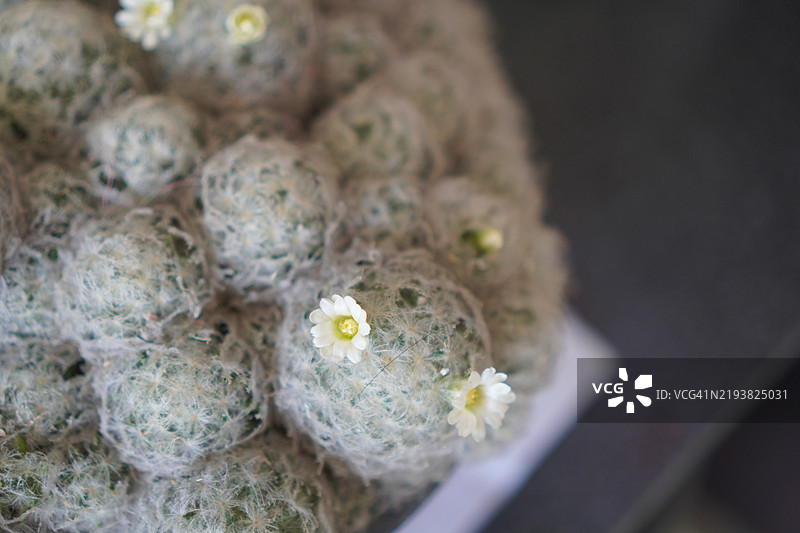 毛毯仙人掌白色花朵图片素材