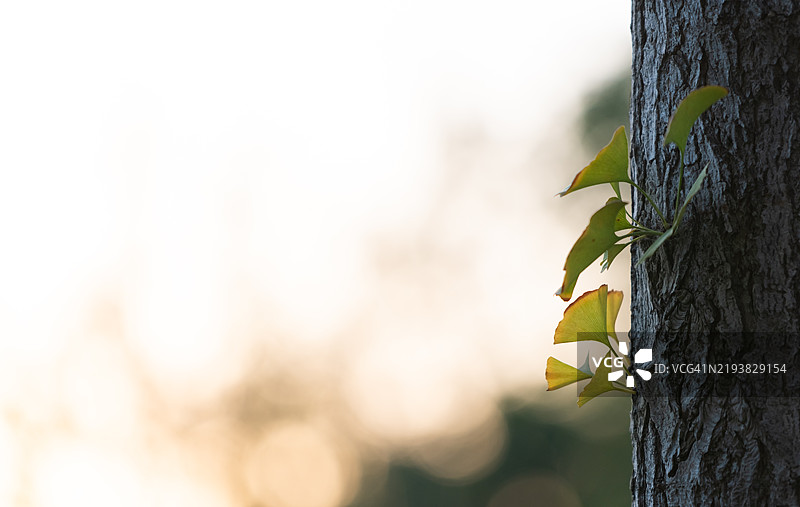 秋天日落时的银杏叶图片素材