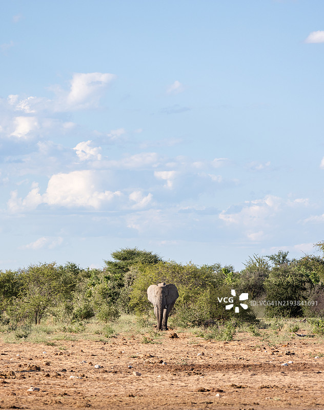 纳米比亚，沙漠，非洲，大象图片素材