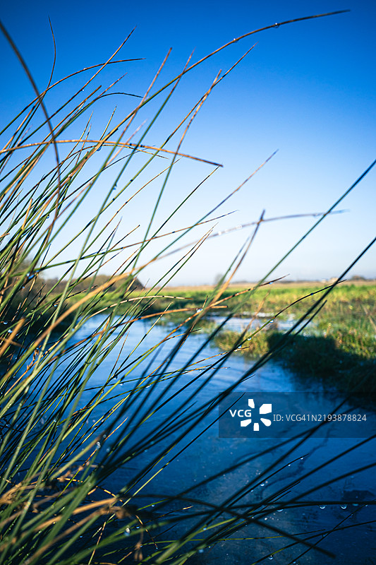 溪边的高草图片素材