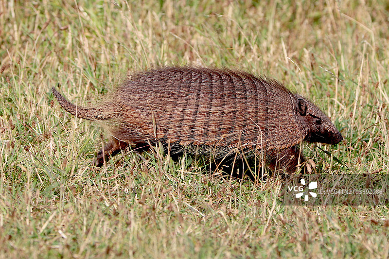 在托雷斯德尔潘恩国家公园的草地上的皮奇。图片素材