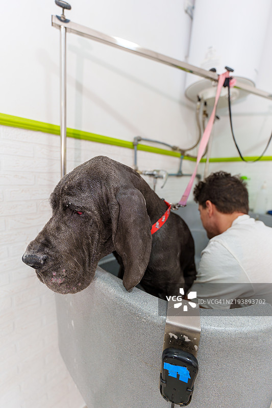 宠物美容院里，狗美容师正在给大丹犬洗澡图片素材