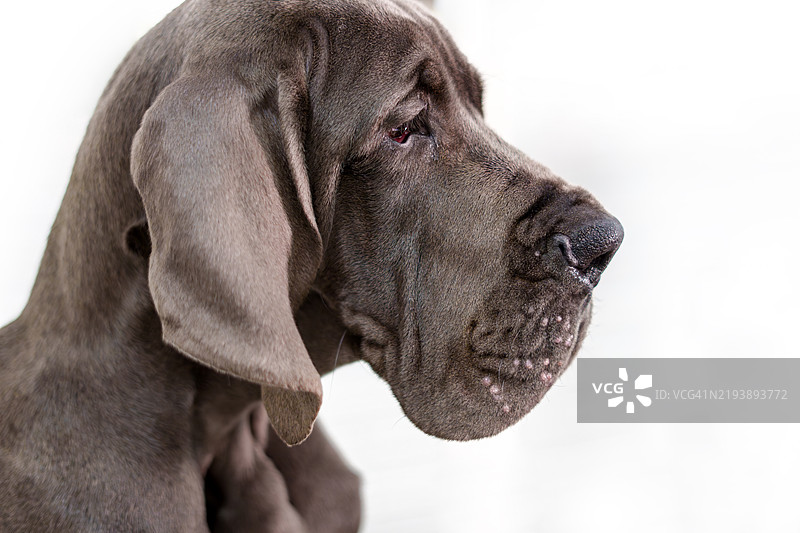 白色背景下的大丹犬小狗在凝视图片素材