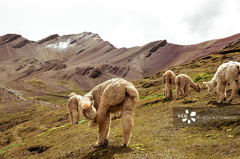 前景是一群羊驼，背景是秘鲁的维尼昆卡彩虹山。图片素材