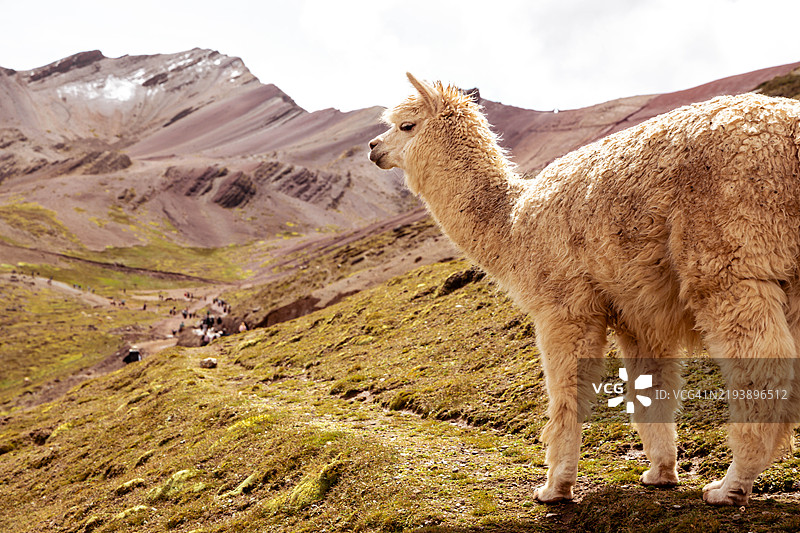 前景中有一只羊驼，背景是维尼昆卡彩虹山，山顶上有人在攀爬。图片素材