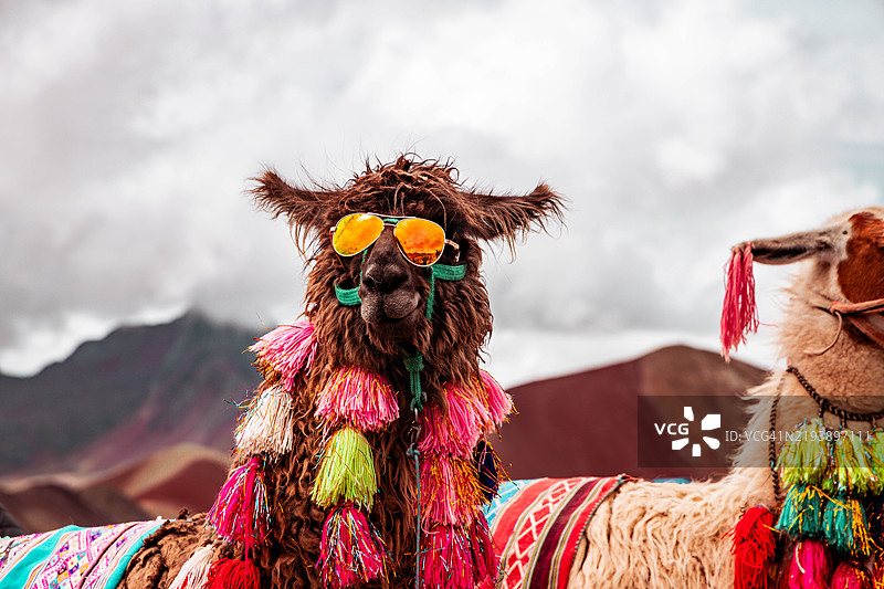 佩鲁维尼昆卡彩虹山上戴着太阳镜的搞笑美洲驼肖像图片素材