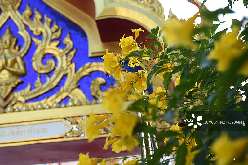 在查蒙空寺的黄花风铃木图片素材