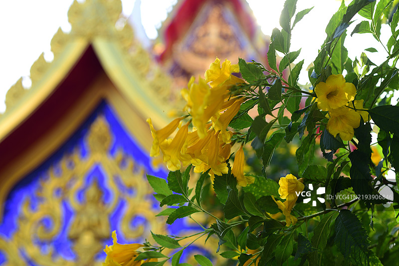 在查蒙空寺的黄花风铃木图片素材