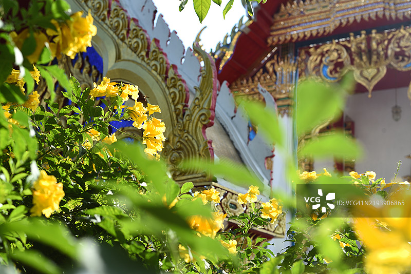 在查蒙空寺的黄花风铃木图片素材
