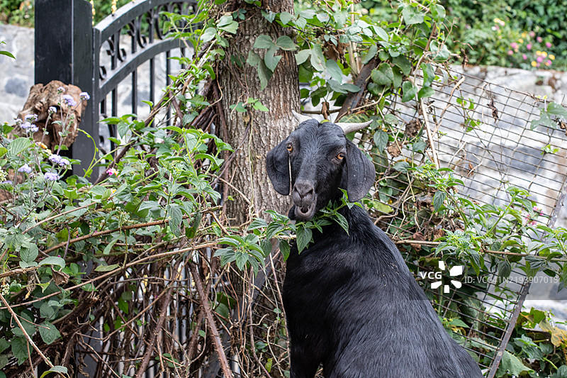 哦，库努尔的山羊图片素材