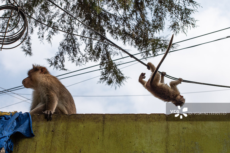 印度的秋千猴子图片素材