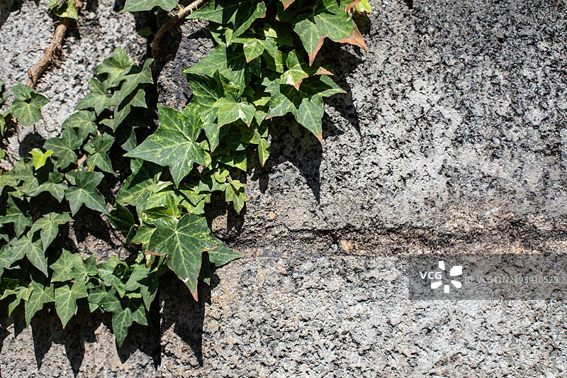 印度库努尔镇的墙上的常春藤图片素材