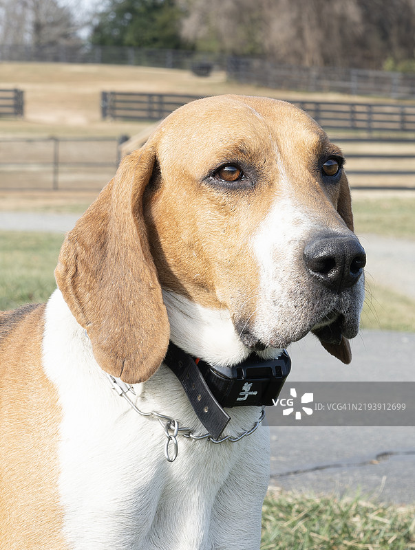 狐狸猎犬图片素材