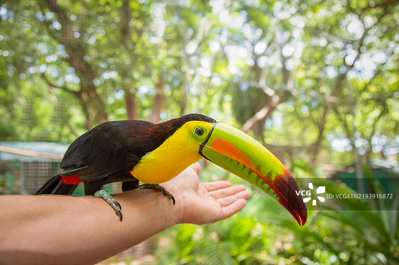在洪都拉斯罗阿坦的科克森霍尔丛林中，一只近距离拍摄的喙弯鹦鹉栖息在一个人的手臂上。图片素材