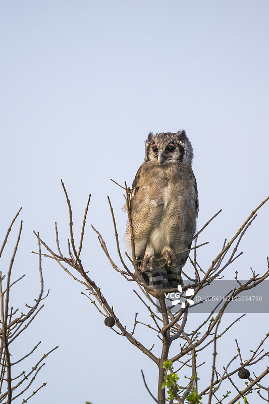 维尔罗的猫头鹰图片素材