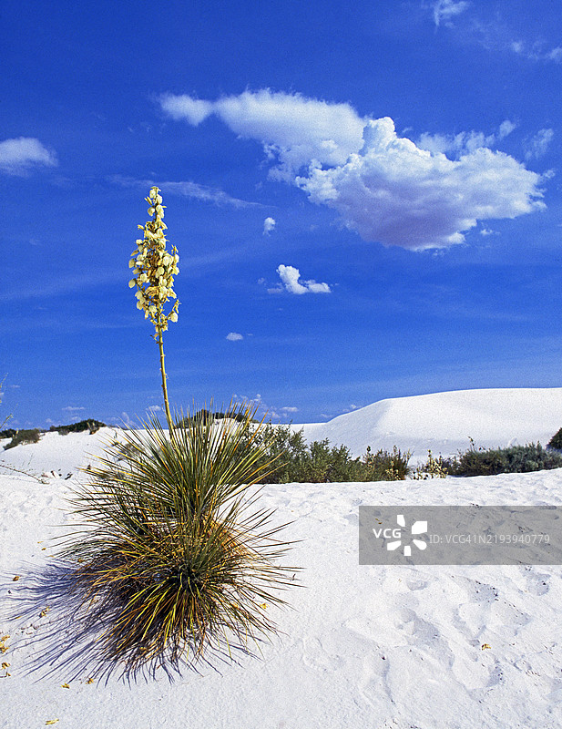 肥皂树尤卡图片素材