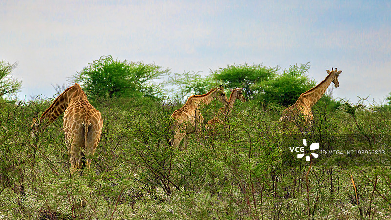 在埃托沙国家公园觅食的长颈鹿群图片素材