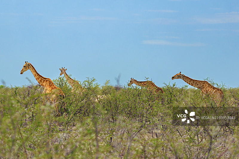 在埃托沙国家公园觅食的长颈鹿群图片素材