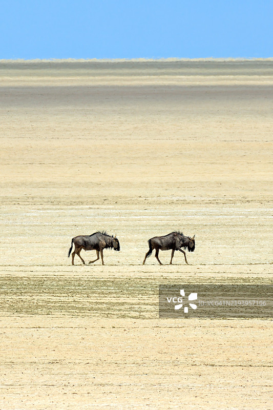 一对蓝角羚穿越埃托沙盐沼图片素材
