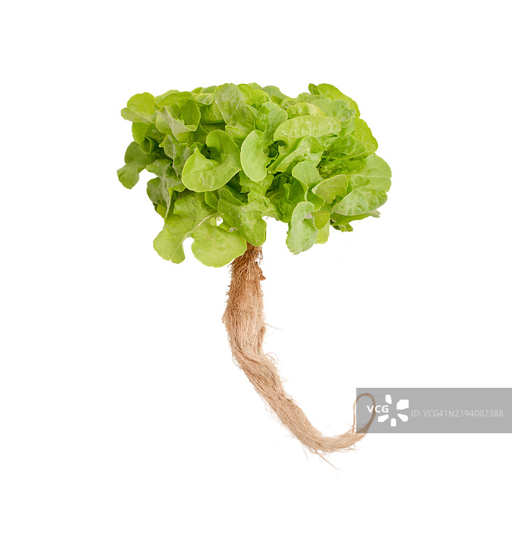 一株绿色植物，带有棕色的茎图片素材