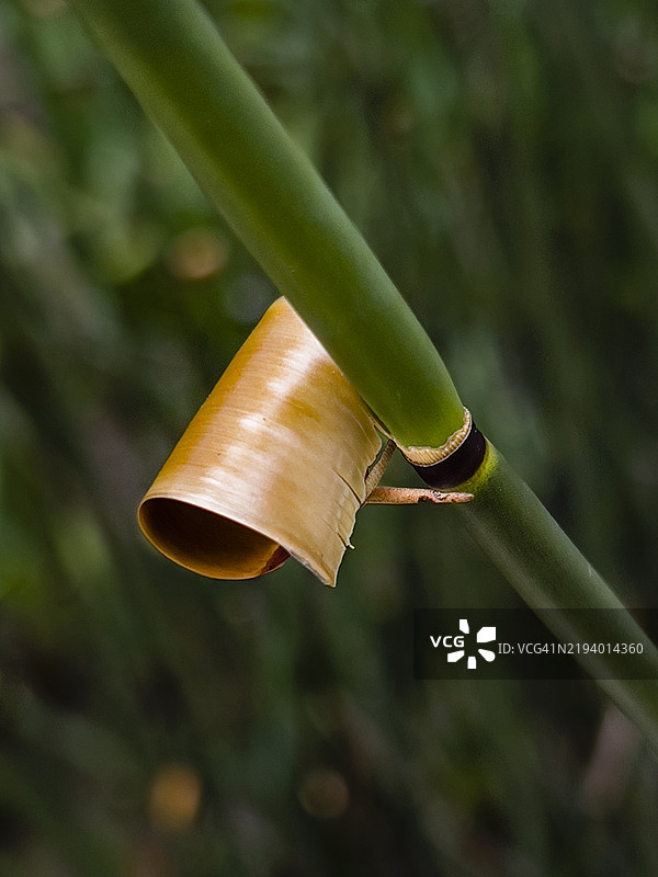竹笋与干叶图片素材