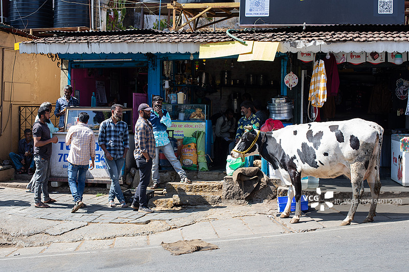 库努尔旅行图片，牛与人类的对比图片素材