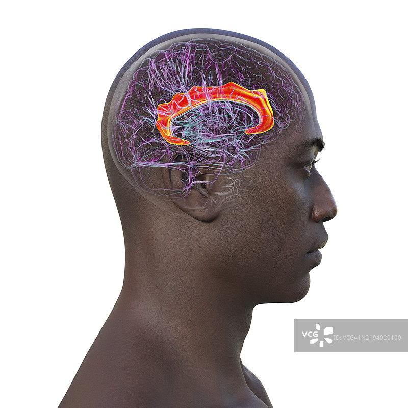 扣带回，插图图片素材