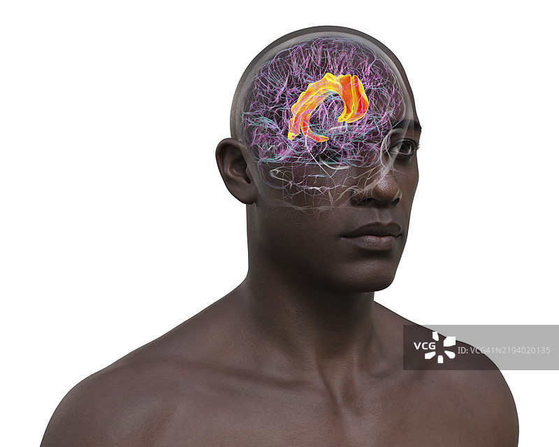 扣带回，插图图片素材