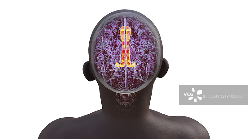 扣带回，插图图片素材