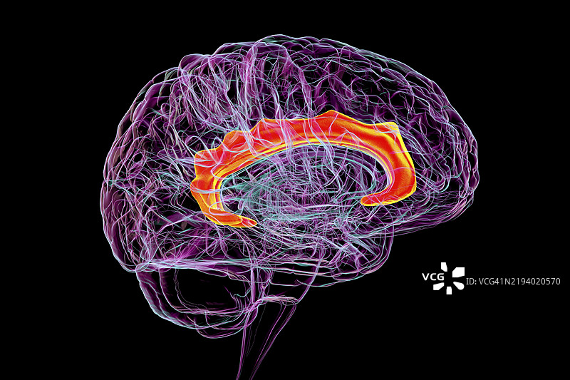 扣带回，插图图片素材