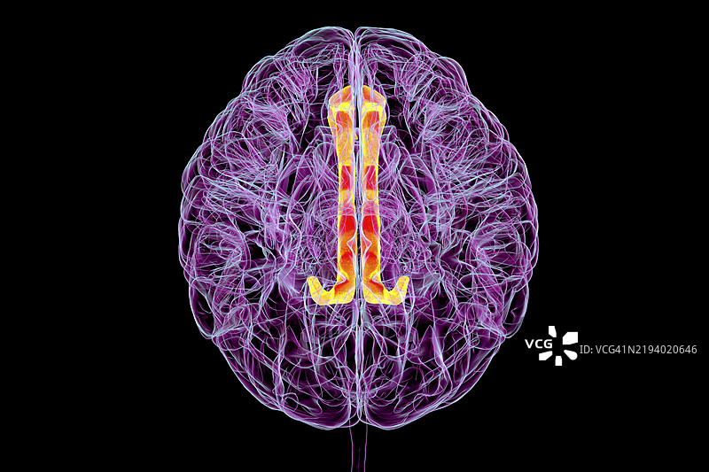 扣带回，插图图片素材