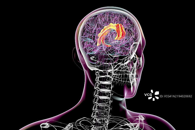 扣带回，插图图片素材