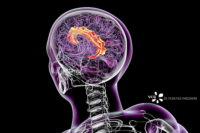 扣带回，插图图片素材