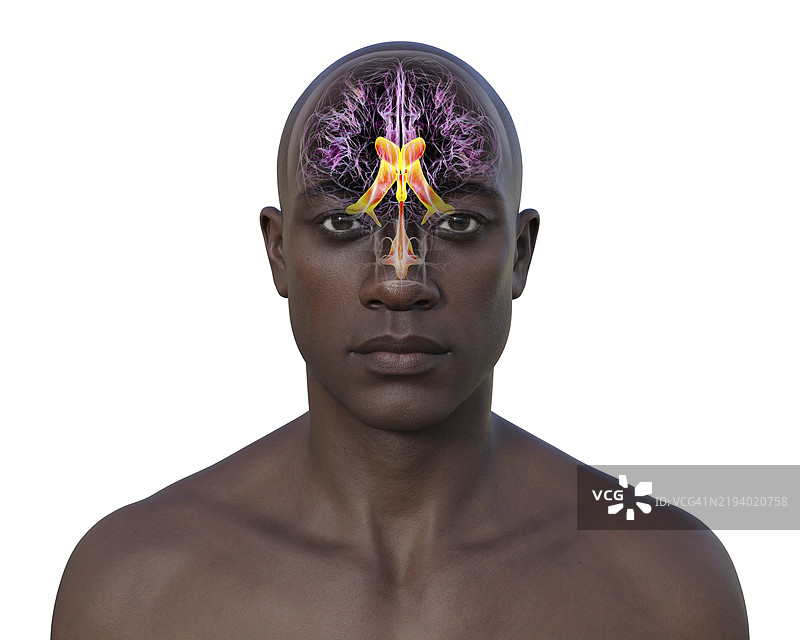 大脑的脑室系统插图图片素材