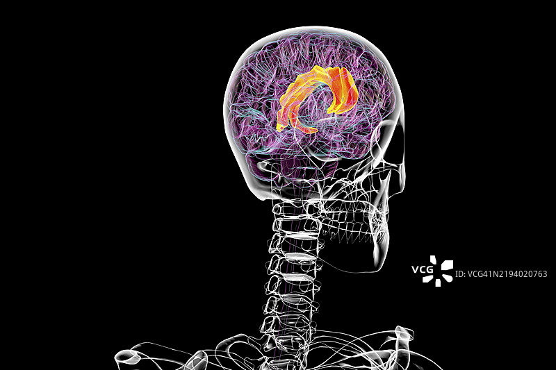 扣带回，插图图片素材