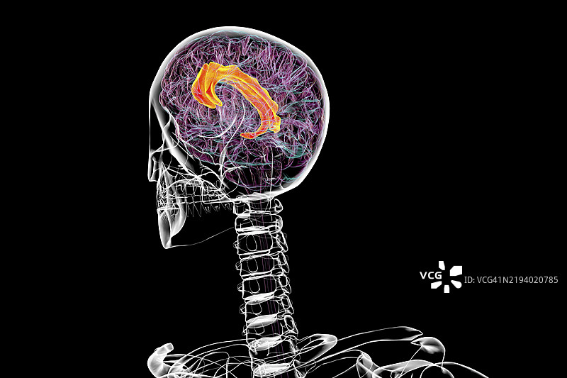 扣带回，插图图片素材