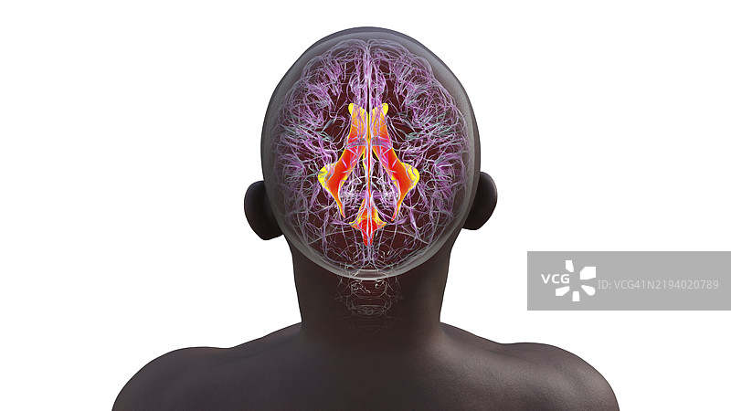 大脑的脑室系统插图图片素材