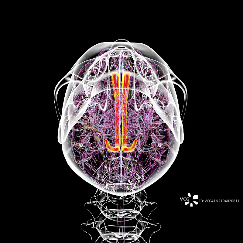 扣带回，插图图片素材