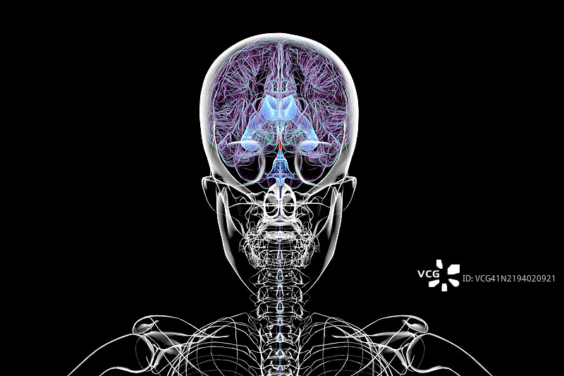 脑导水管插图图片素材