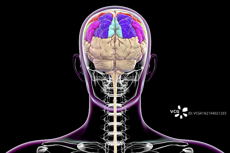 顶叶回，插图图片素材