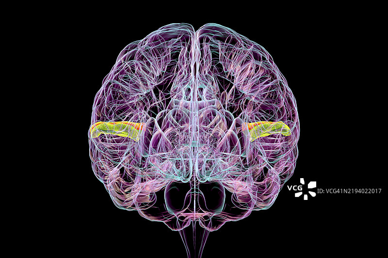 横向颞回，插图图片素材