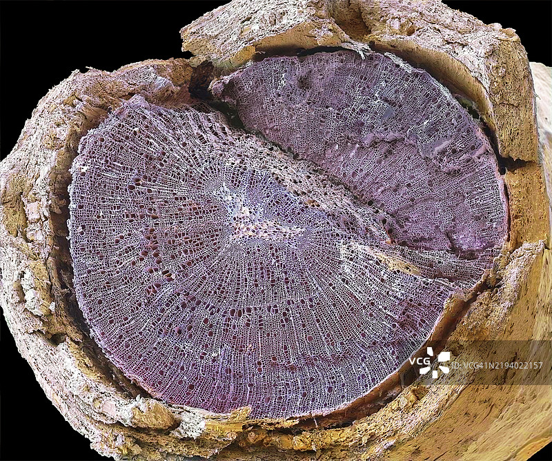 木质茎截面，扫描电子显微镜图像图片素材