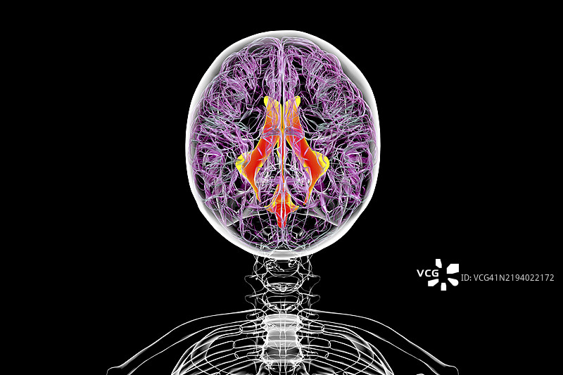 大脑的脑室系统插图图片素材