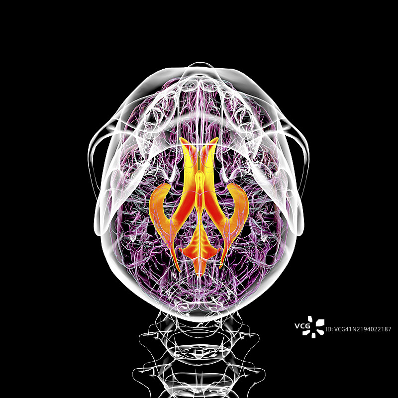 大脑的脑室系统插图图片素材