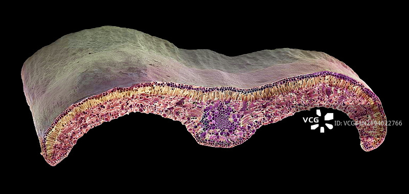 箱叶，扫描电子显微镜图像图片素材